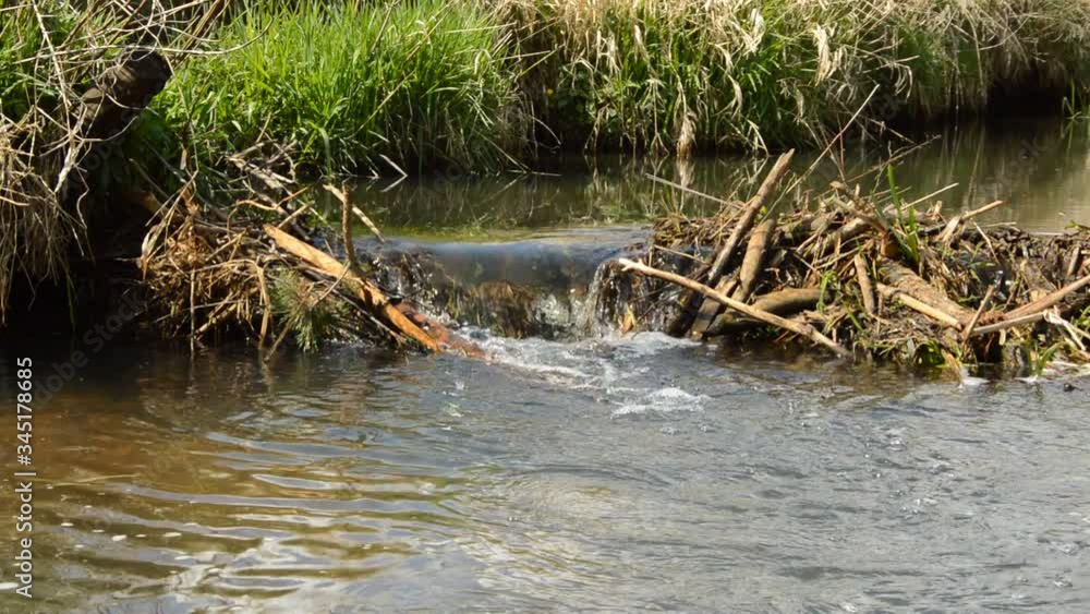 dam made by beavers on a small river dam made by beavers on a small river