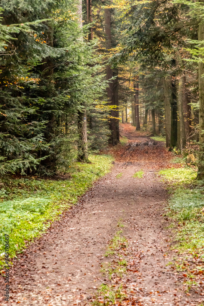 Fototapeta premium Trail with autumn leaves around Calw village