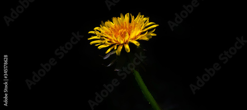 Dandelion on a black background  macro photo of nature in the garden