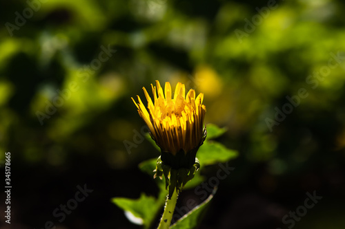 Unopened dandelion in the garden on a dark background