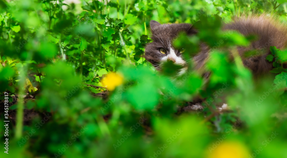 The cat is hiding in the plants in the garden