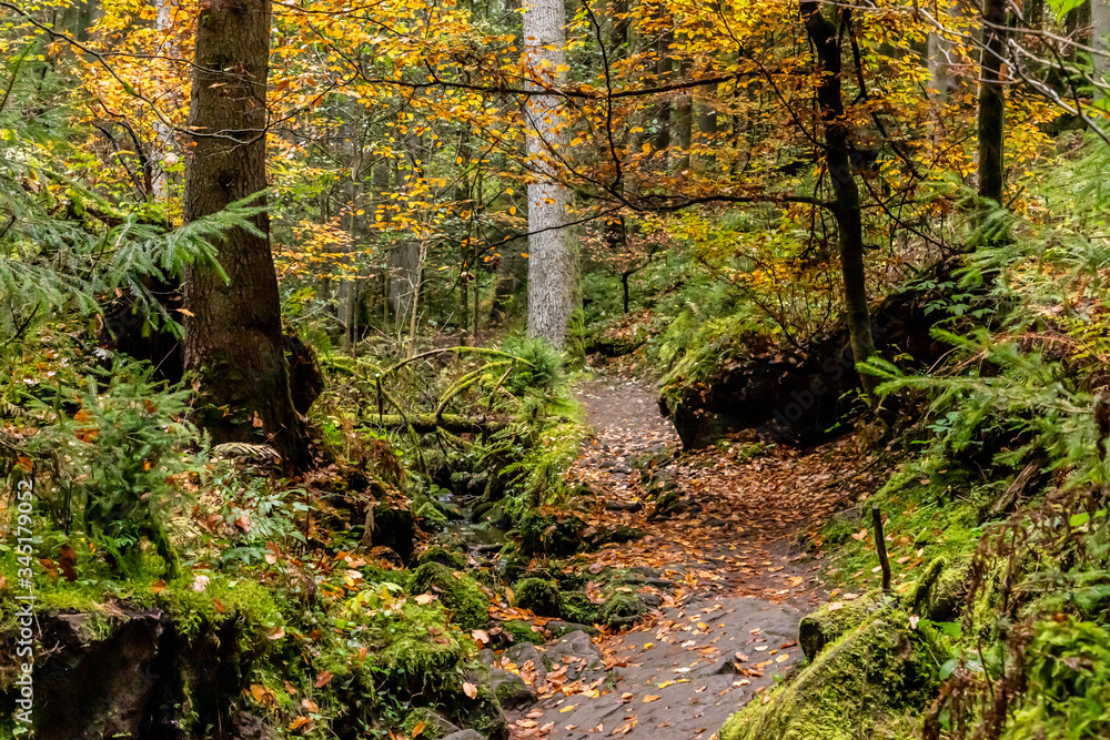 Trail with autumn leaves around Calw village Trail with autumn leaves around Calw village