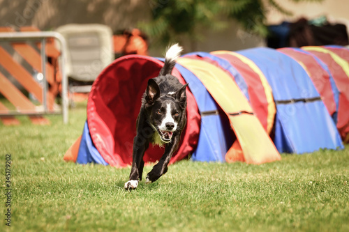 border collie in agility tunel on Ratenice competition. Amazing day on czech agility competition in town Ratenice it was competition only for large. photo