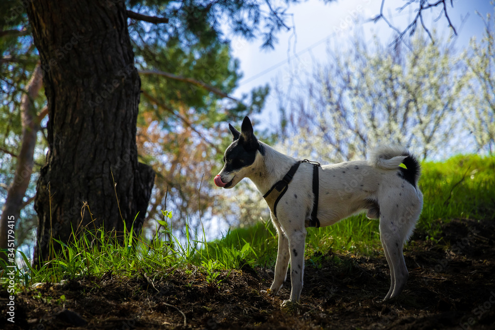 Dog on a forest path, beautiful bright photo of a full-length basenji, a walk with a pet Dog on a forest path, beautiful bright photo of a full-length basenji, a walk with a pet