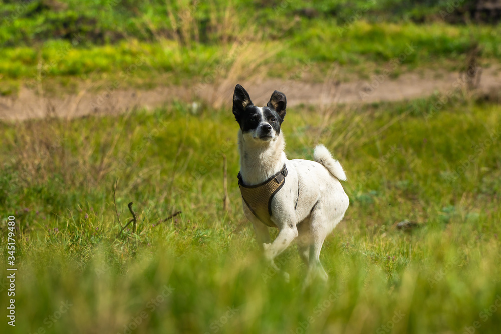 A dog in the summer garden enjoys nature and runs briskly, basenji in motion A dog in the summer garden enjoys nature and runs briskly, basenji in motion