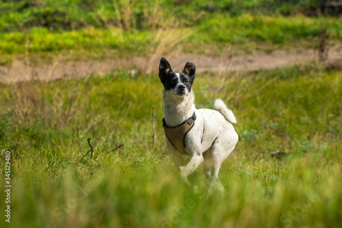 A dog in the summer garden enjoys nature and runs briskly, basenji in motion