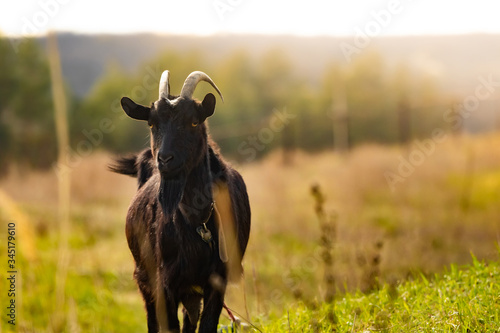 Dark brown goat stands in a field at sunset time.