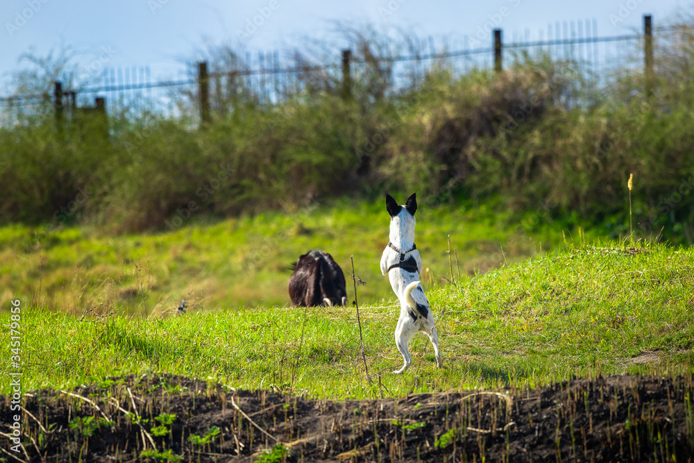 A shepherd dog in runs in the field and stands on two paws, the animal in the fresh air A shepherd dog in runs in the field and stands on two paws, the animal in the fresh air