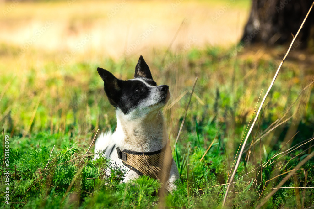 Basenji lies in bright and soft grass, a portrait of a dog in the forest for a walk in nature, rest with an animal