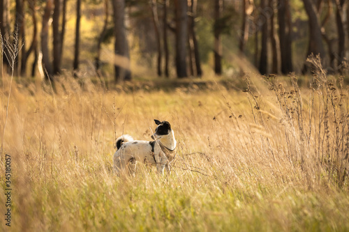 A basenji dog from a distance in the field stands and looks back, an animal in nature is an indicative photo