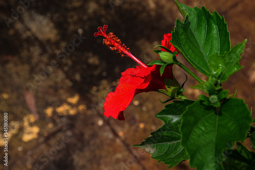 Side view of red hibiscus or rose mallow flower photo