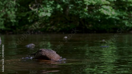A female mallard duck paddles and splashes in the River Goyt in the Torrs Riverside Park in New Mills, High Peak, Derbyshire photo