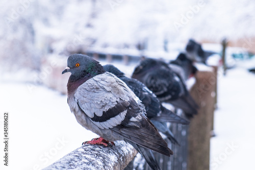pigeons in the city on the granite embankment of the river