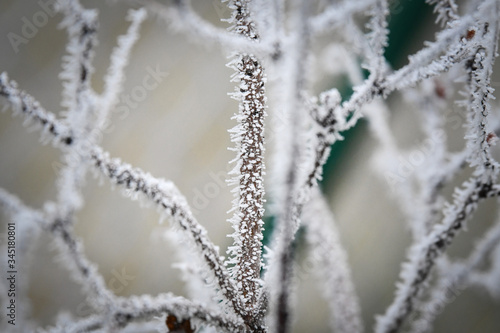 Frozen branches in winter time. This frost make so nice creature. © doda