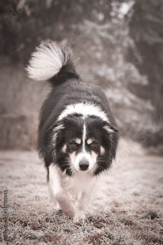 Border collie is running in winter in grass. He is running to his breader.