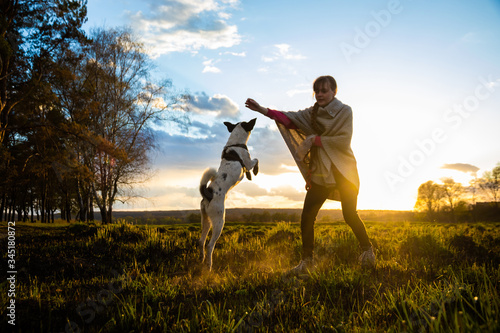 Dog jumping for refreshments, training an animal on a field in the fresh air
