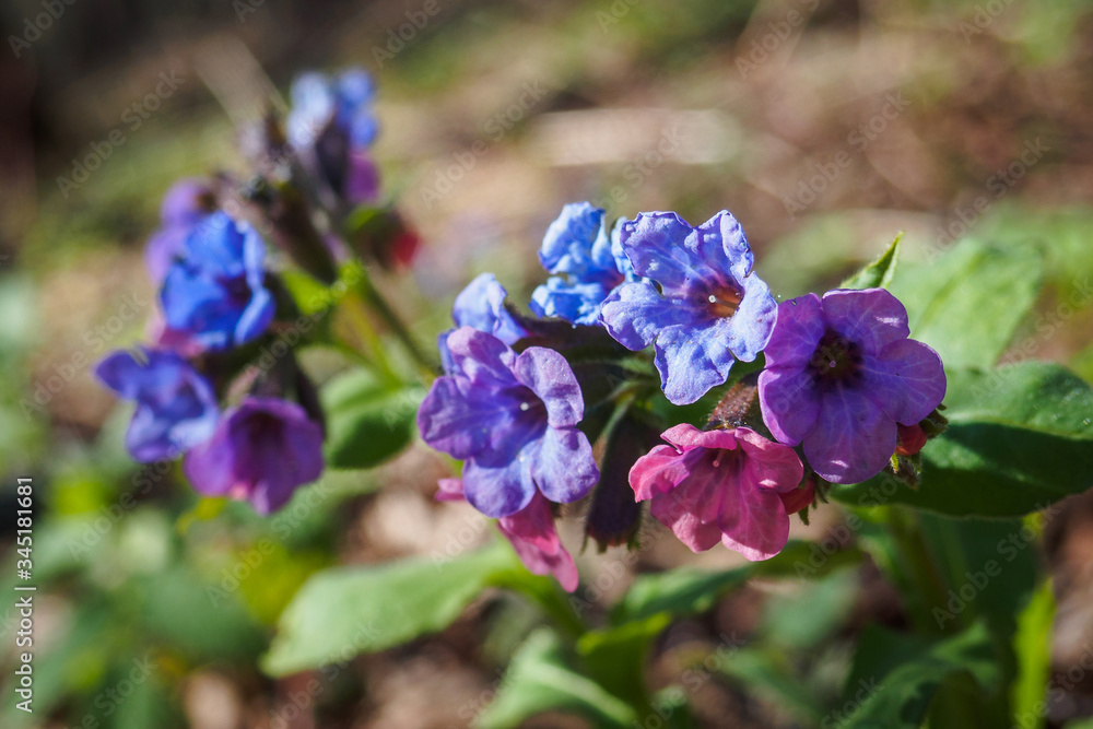 Flowers of Pulmonaria mollis in sunny spring day. Selective focus. Flowers of Pulmonaria mollis in sunny spring day. Selective focus.
