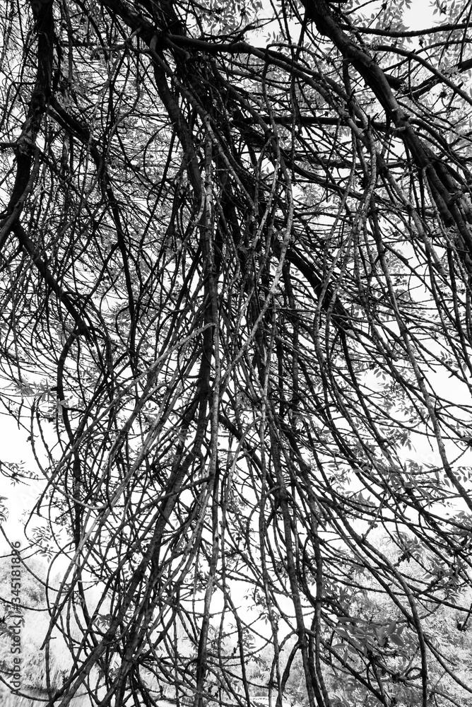Obraz premium trees in the park against the blue sky