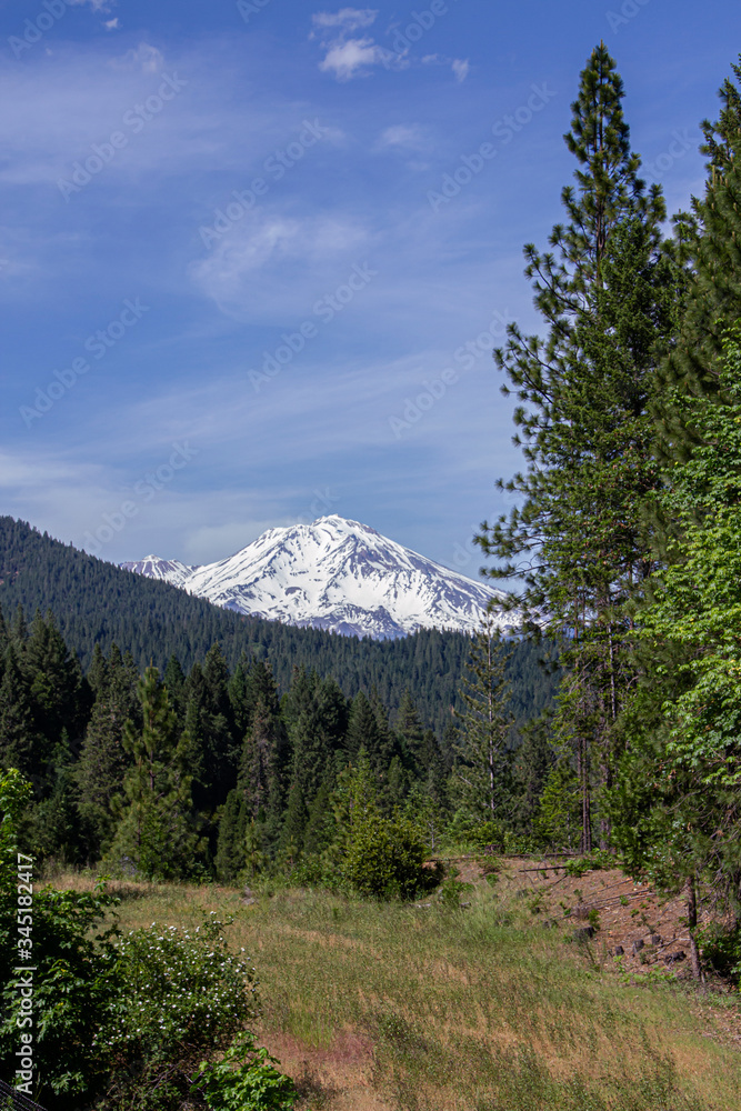 The snow-covered peak of Mount Shasta behind evergreen trees and a blue sky vertical for 8x12 layouts  Royalty free stock photo
