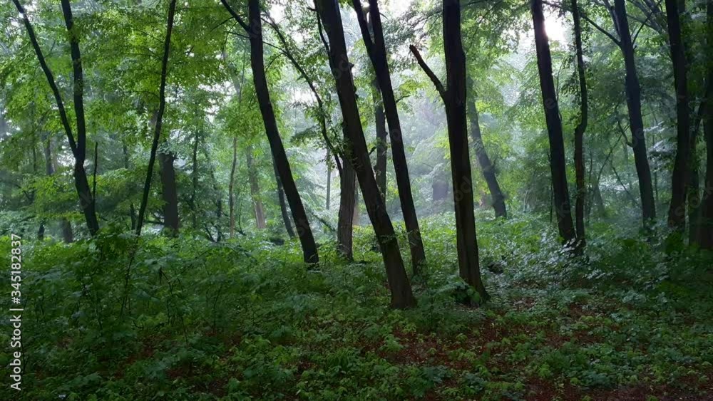 Rain in young, deciduous forest in Ukraine, with sound Rain in young, deciduous forest in Ukraine, with sound