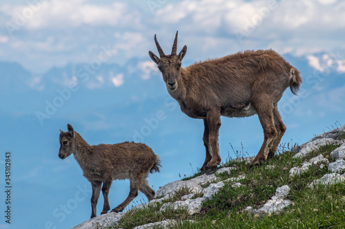 Bouquetin femelle et son cabri , dans les Alpes , Massif du Vercors photo