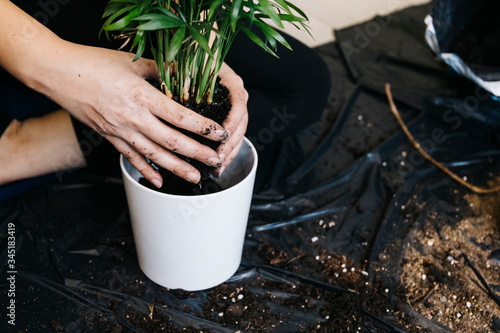 a woman is changing flowerpot of a plant. She is doing indoor plants as a hobby. Only hands and selective focus 