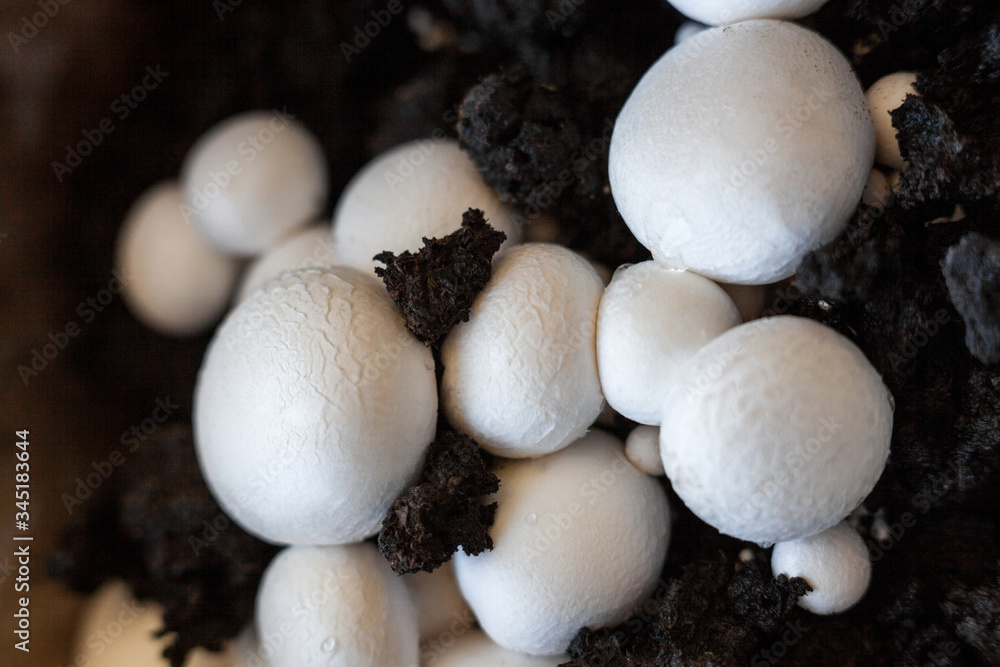 Button mushrooms in the ground Button mushrooms in the ground