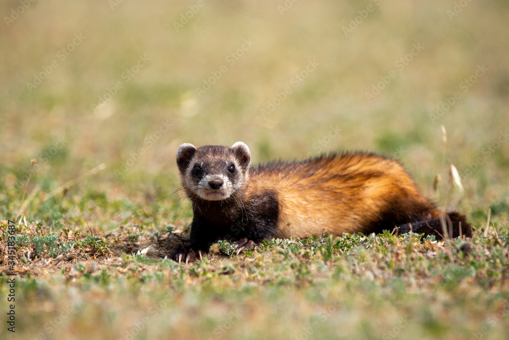 The steppe polecat (Mustela eversmani ) in it's natural habitat The steppe polecat (Mustela eversmani ) in it's natural habitat