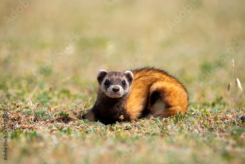 The steppe polecat (Mustela eversmani ) in it's natural habitat