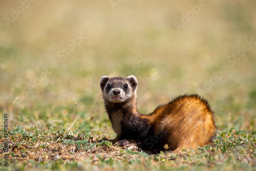 The steppe polecat (Mustela eversmani ) in it's natural habitat