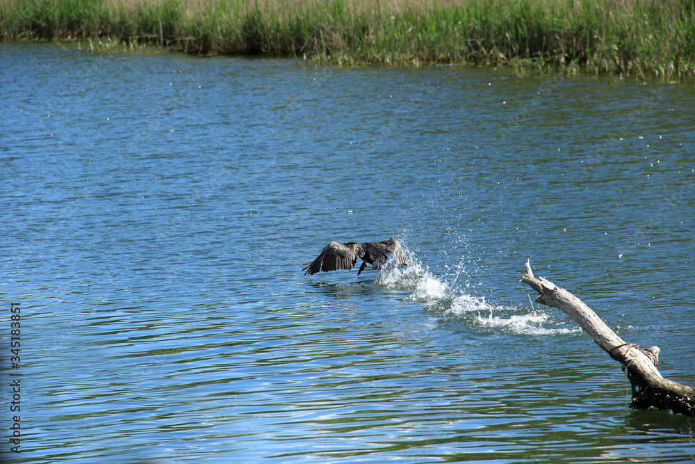 Fototapeta premium Black heron taking off from the surface of the river