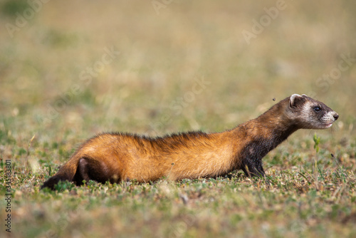 The steppe polecat (Mustela eversmani ) in it's natural habitat