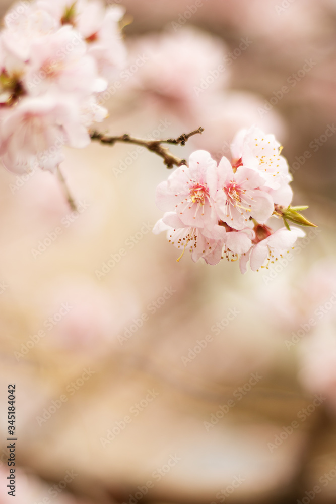 Blooming apricot tree in the park. Branches with pink inflorescences. Delicate flowers