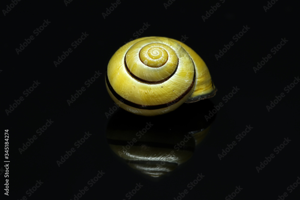 Yellow snail shell on a black background Yellow snail shell on a black background