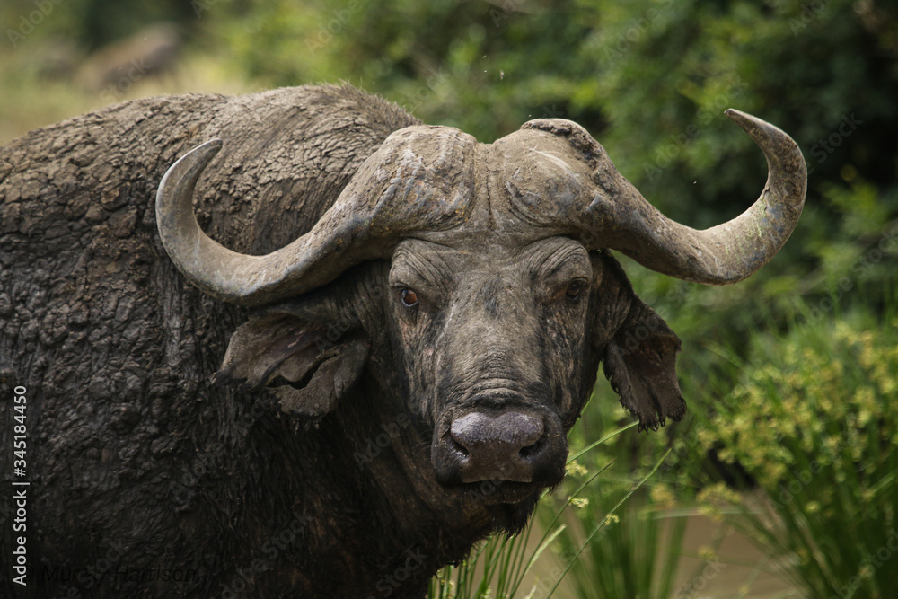 buffalo in the wild buffalo in the wild