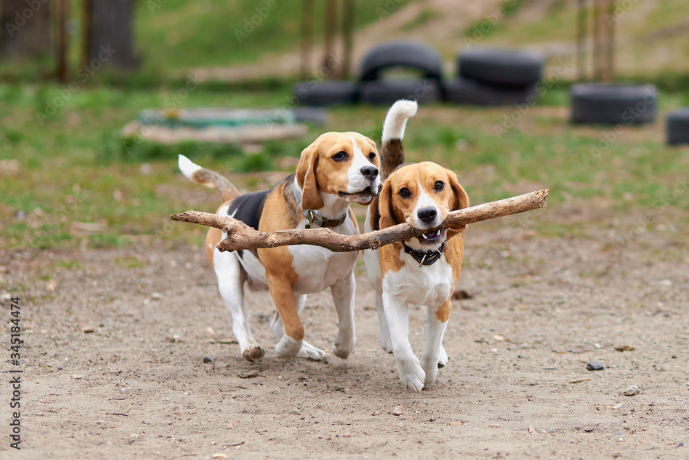 two beagle dogs play with a wooden stick and run - obrazy, fototapety, plakaty 