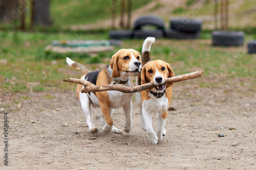 two beagle dogs play with a wooden stick and run