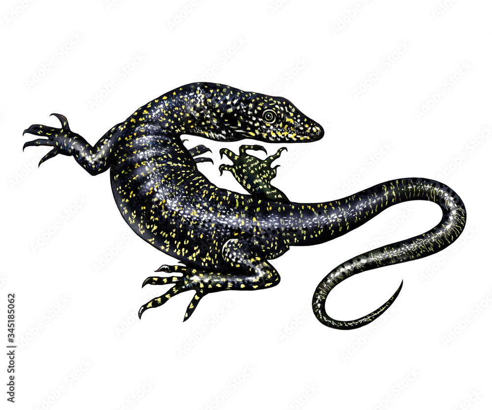 Obraz premium Mangrove monitor lizard (Varanus indicus)