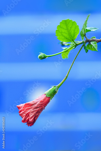 Red Habiscus flower on star and white color blured background photo