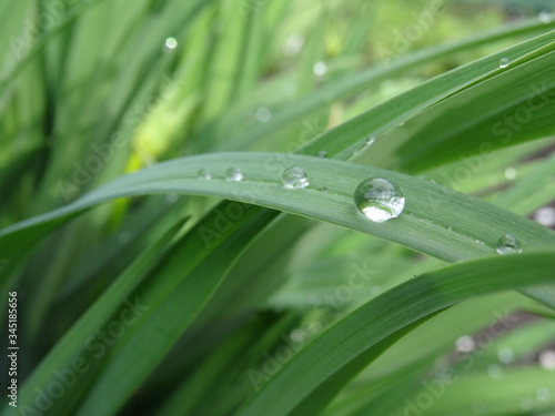 green grass with drops of water