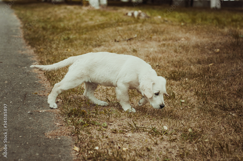 Fototapeta premium A dog's life