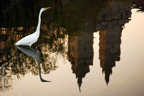 An Egret in a Reflected New York Pond