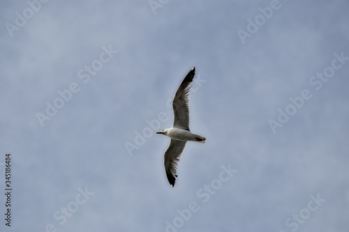 wing spread flying seagull bird in sky. background. copy space