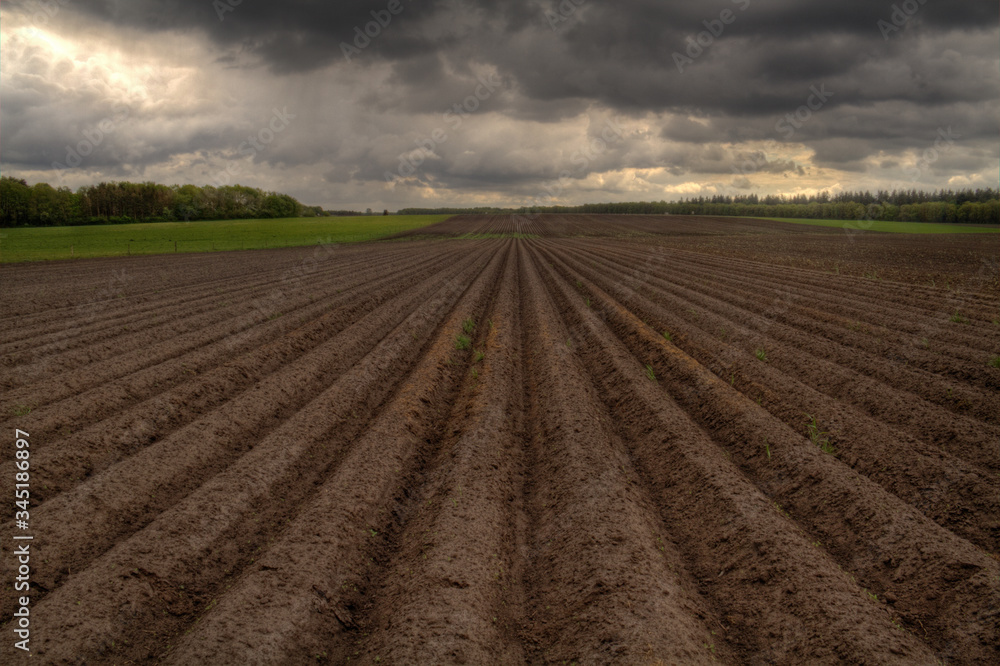 Pattern of ridges and furrows in a humic sandy field in a undulating terrain, prepared for cultivation of potatoes Pattern of ridges and furrows in a humic sandy field in a undulating terrain, prepared for cultivation of potatoes