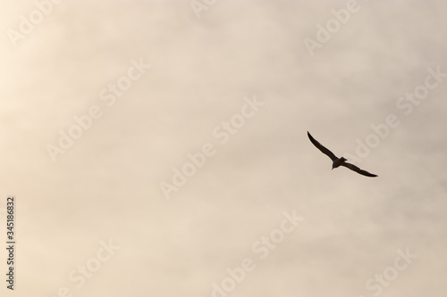 wing spread flying seagull bird in sky. background. copy space