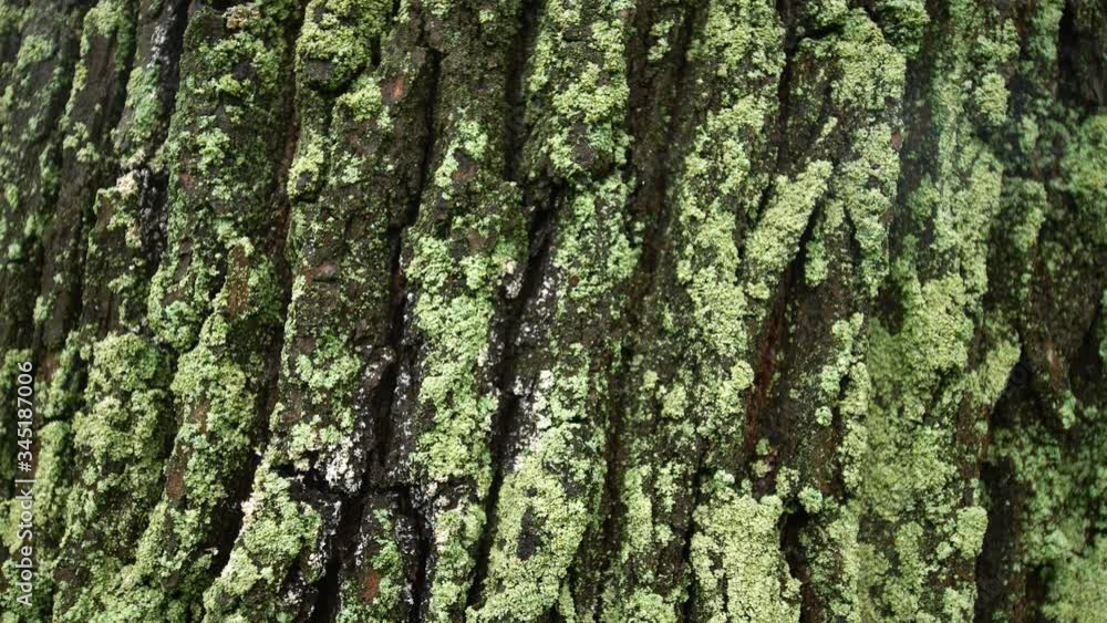 Lichen Encrusted Tree Bark in Closeup Lichen Encrusted Tree Bark in Closeup