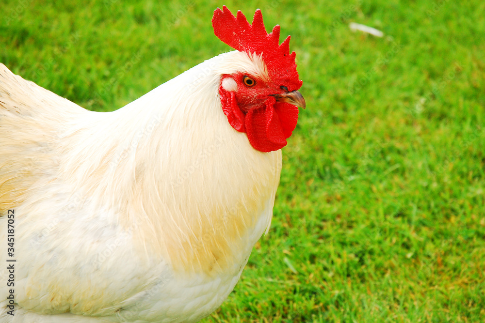 Fototapeta premium A Rooster Struts across a meadow