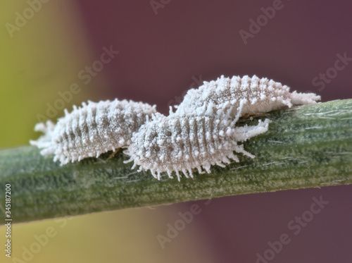 Close up view of female cochineals (Dactylopius coccus), scale insects in the suborder Sternorrhyncha.