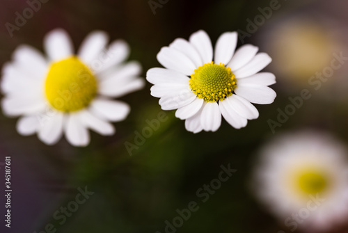 Close-up image of daisies. Yellow white daisies suitable for background.