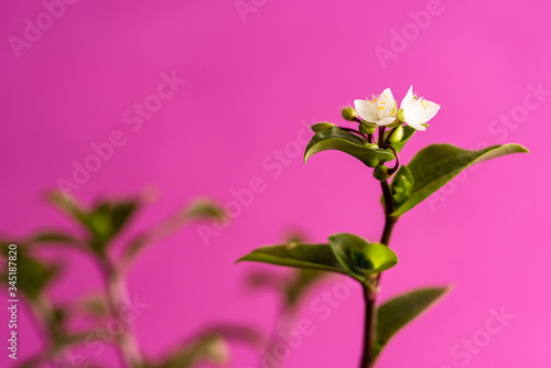 White little flowers in front of pink backdrop. There is a writing area suita...